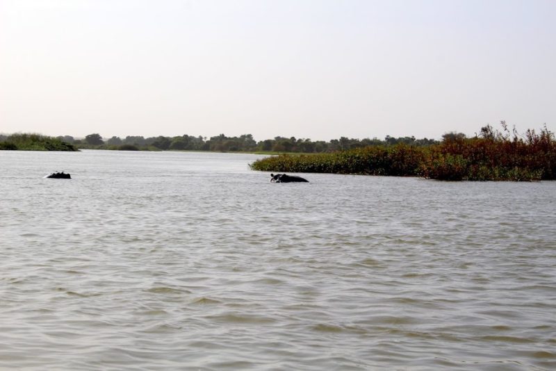 Une belle balade sur le fleuve Niger